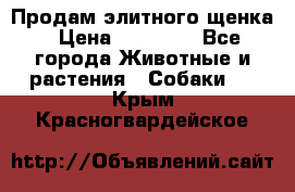 Продам элитного щенка › Цена ­ 30 000 - Все города Животные и растения » Собаки   . Крым,Красногвардейское